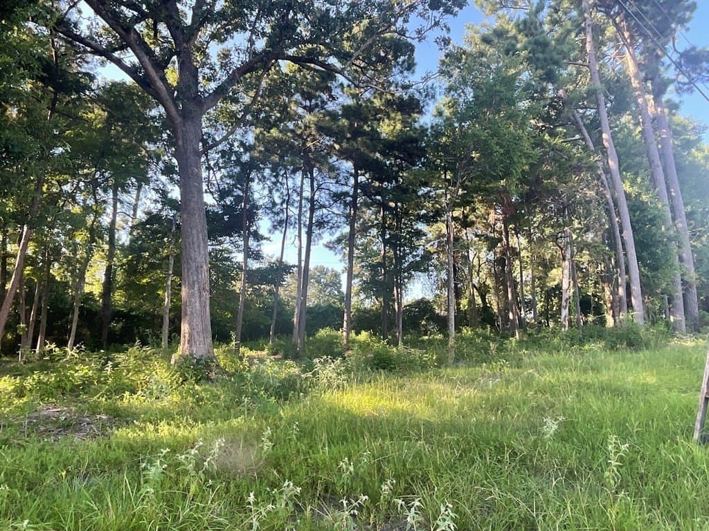 1.17 acres in Angelina County gallery image 4