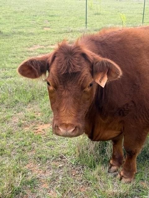 30.08 acres in Taylor County gallery image 4