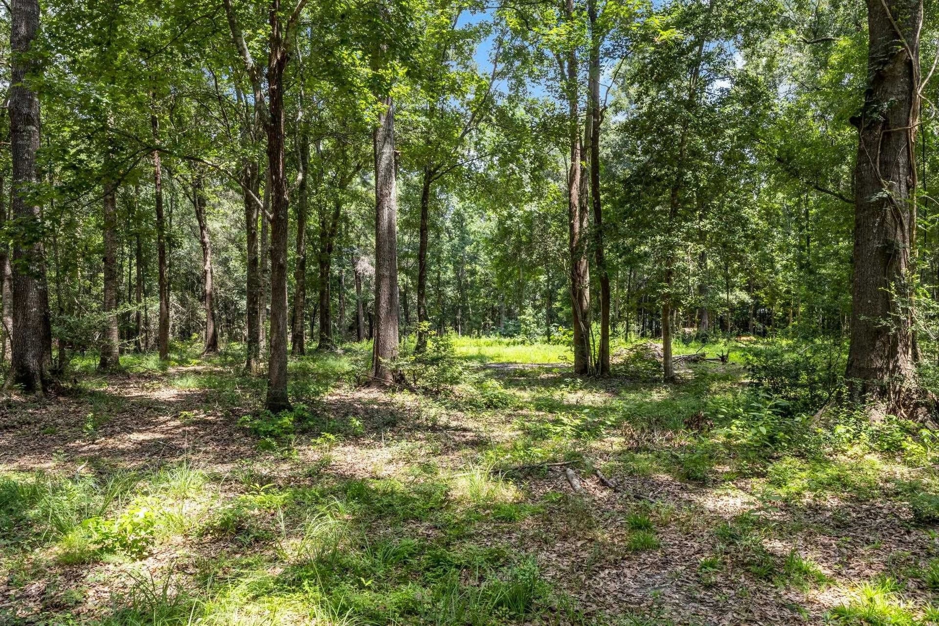 23.66 acres in Texas County - photo 36