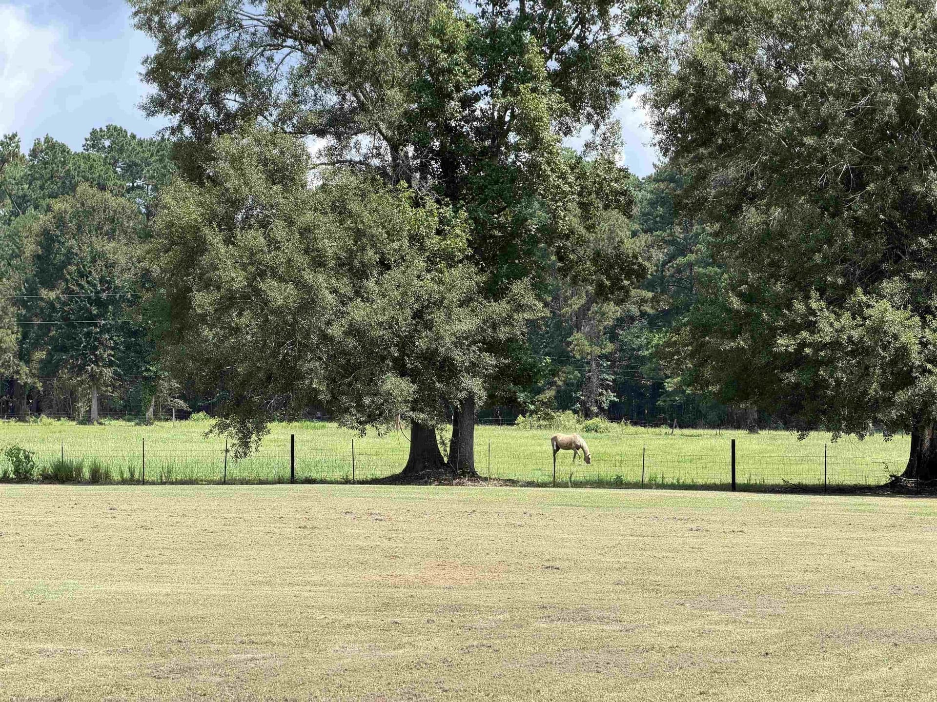 23.66 acres in Texas County gallery image 3