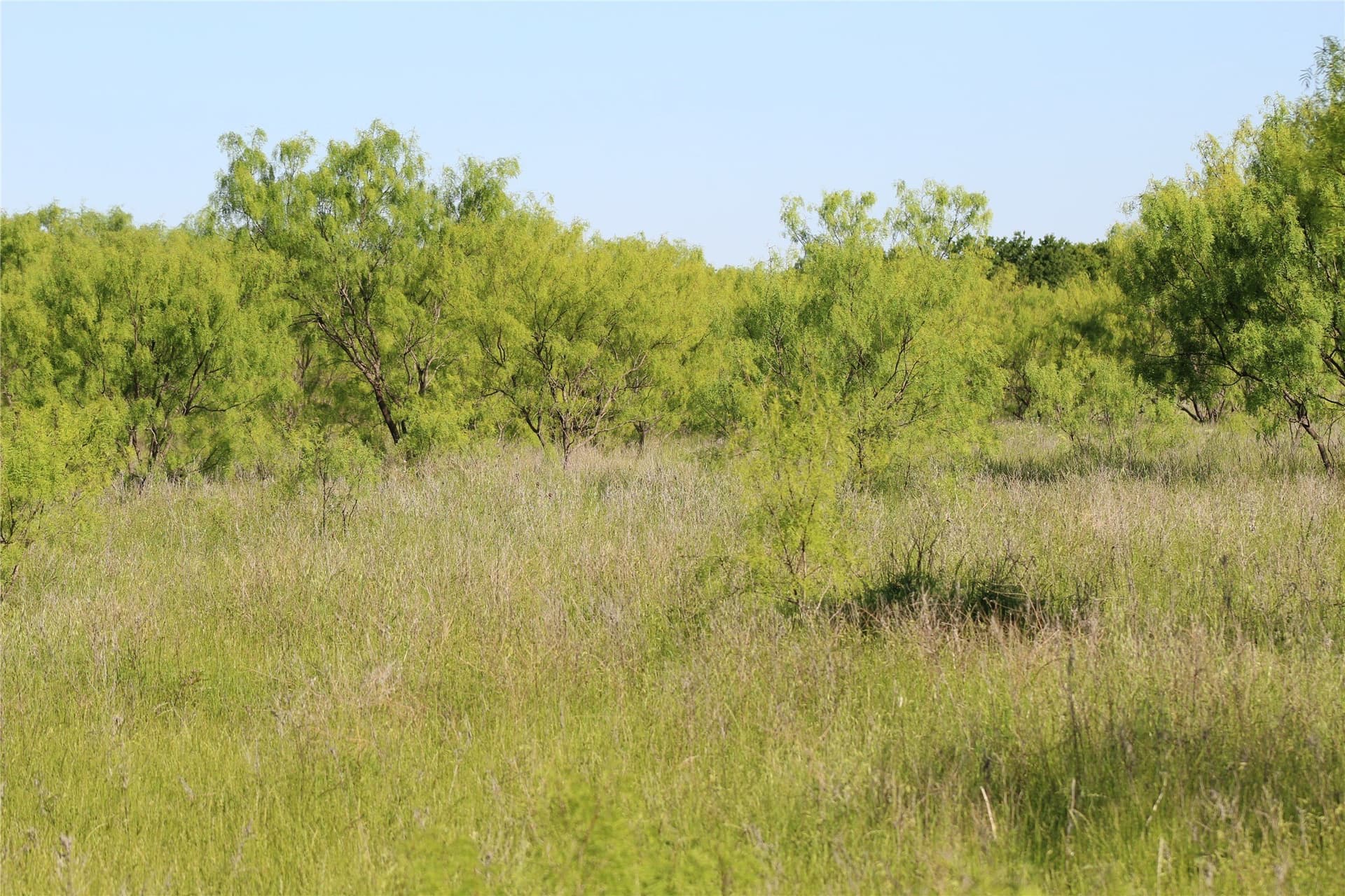 40 acres in Jack County - photo 14