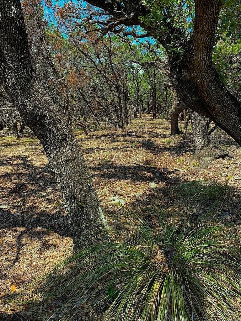 8.8 acres in Bexar County - photo 10