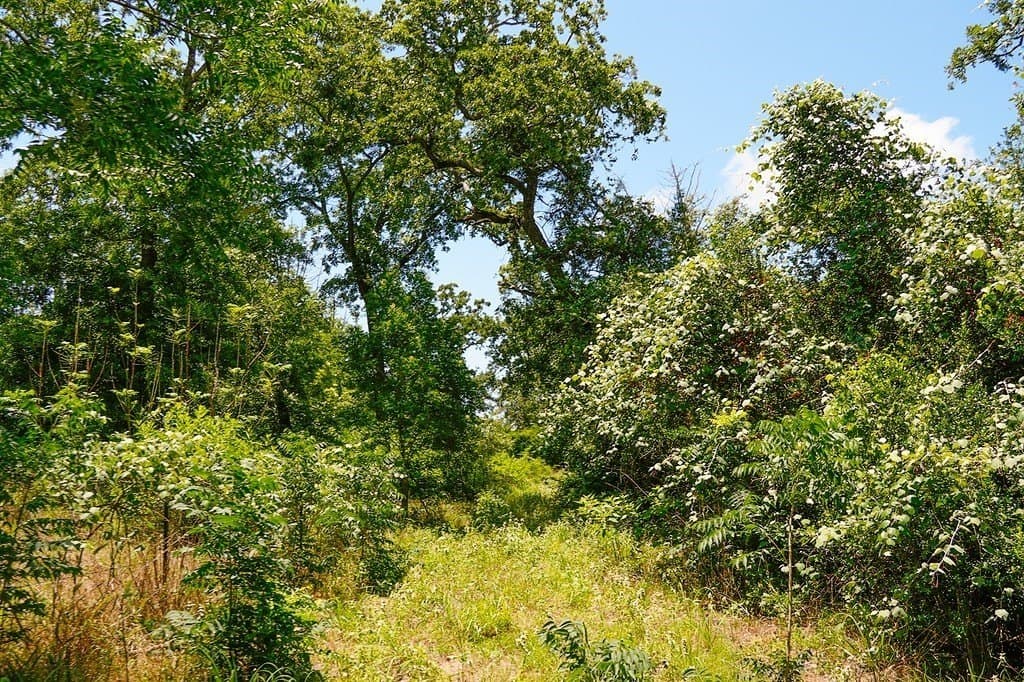 21.42 acres in Fayette County gallery image 4
