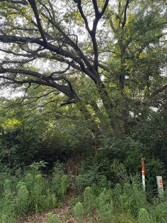 0.16 acres in Henderson County gallery image 3