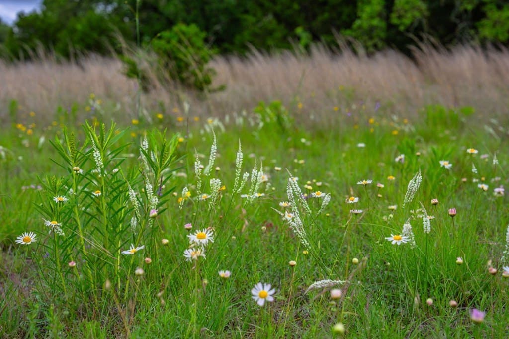 77.59 acres in Gillespie County - photo 25