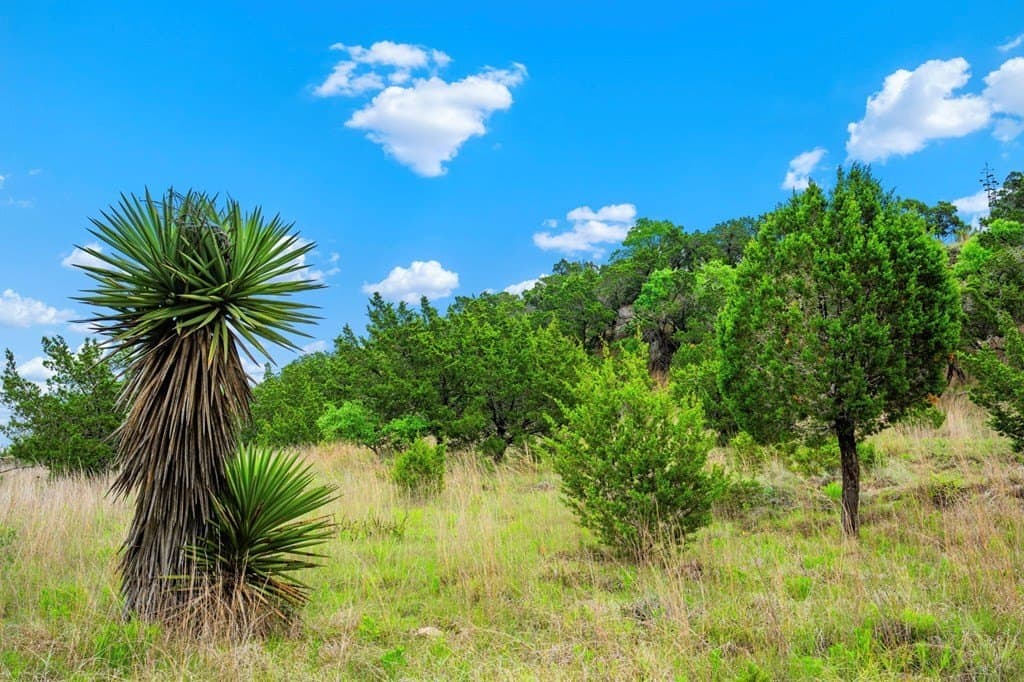77.59 acres in Gillespie County - photo 16