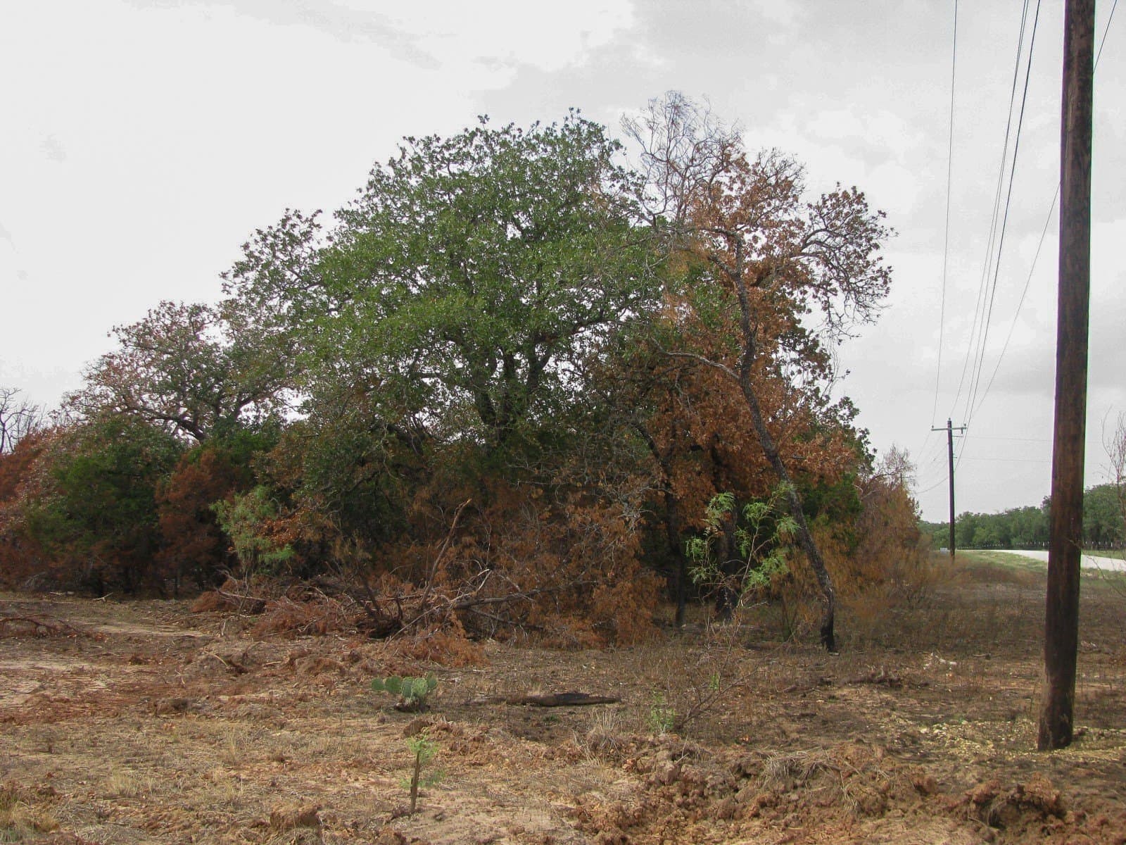10.01 acres in Hamilton County - photo 9