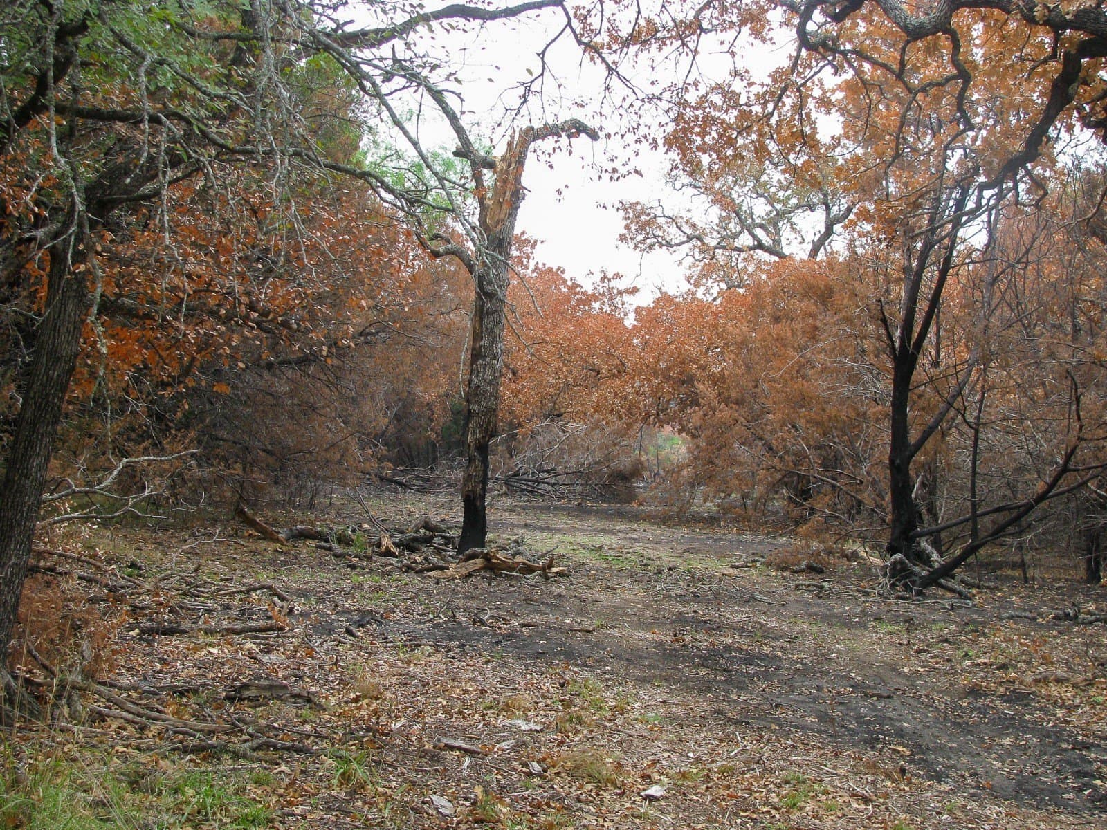 10.01 acres in Hamilton County - photo 5