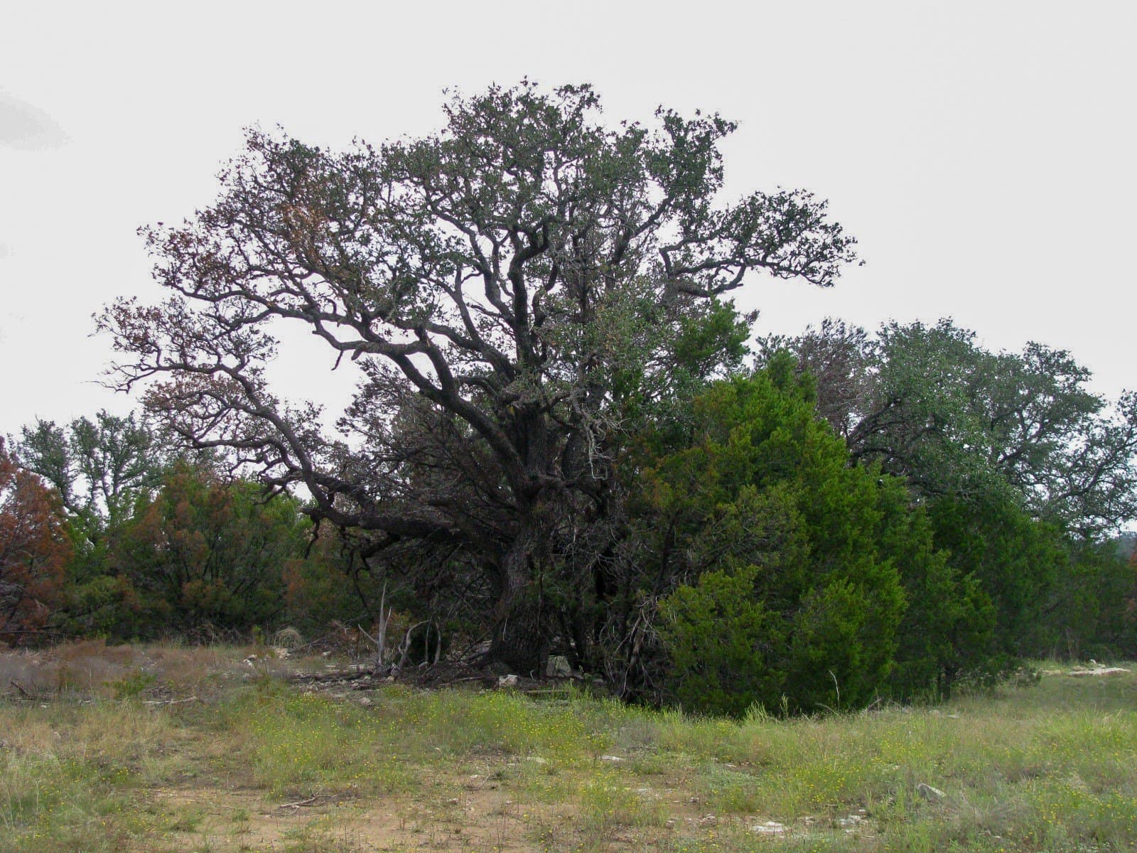 10.01 acres in Hamilton County - photo 17