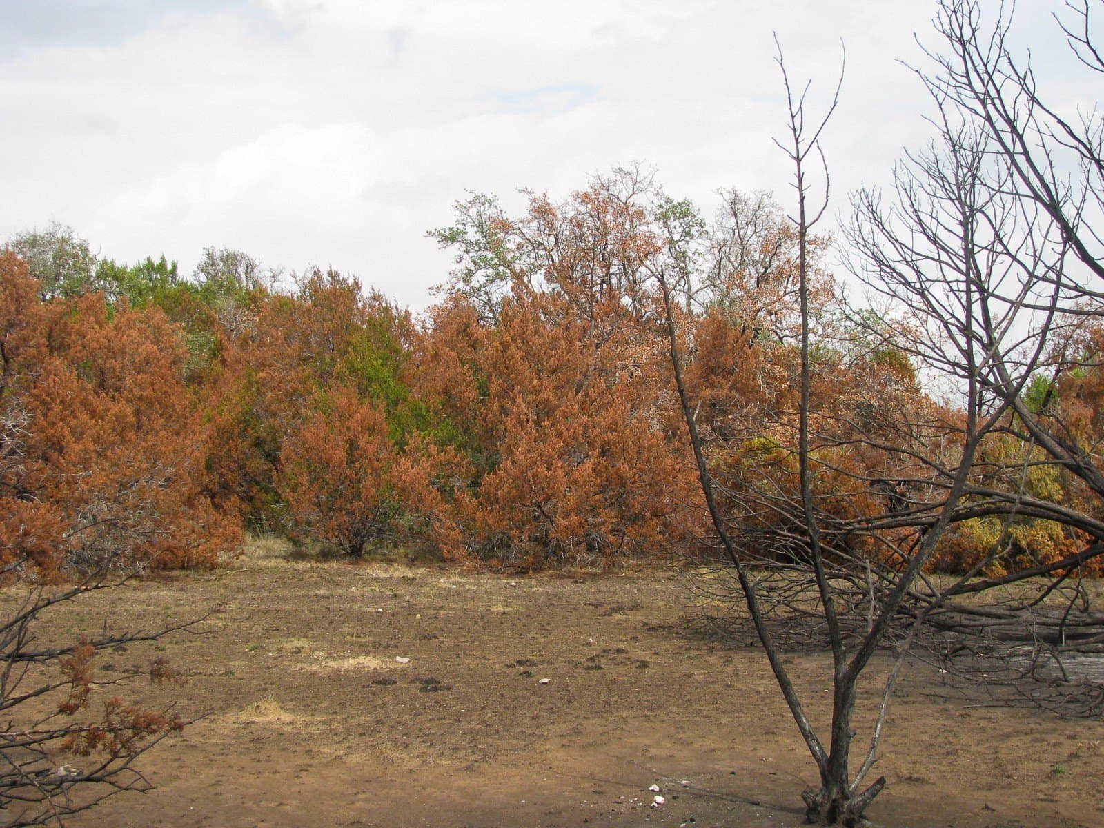 10.01 acres in Hamilton County - photo 16