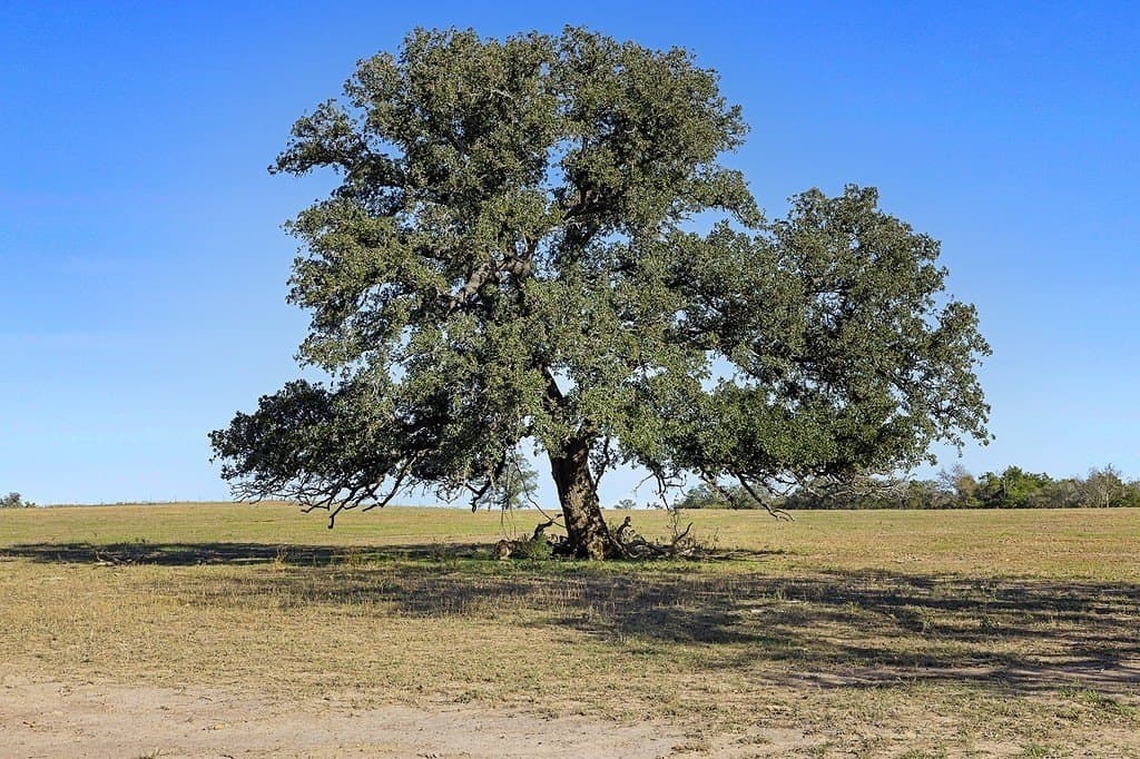 72.14 acres in Lee County - photo 13