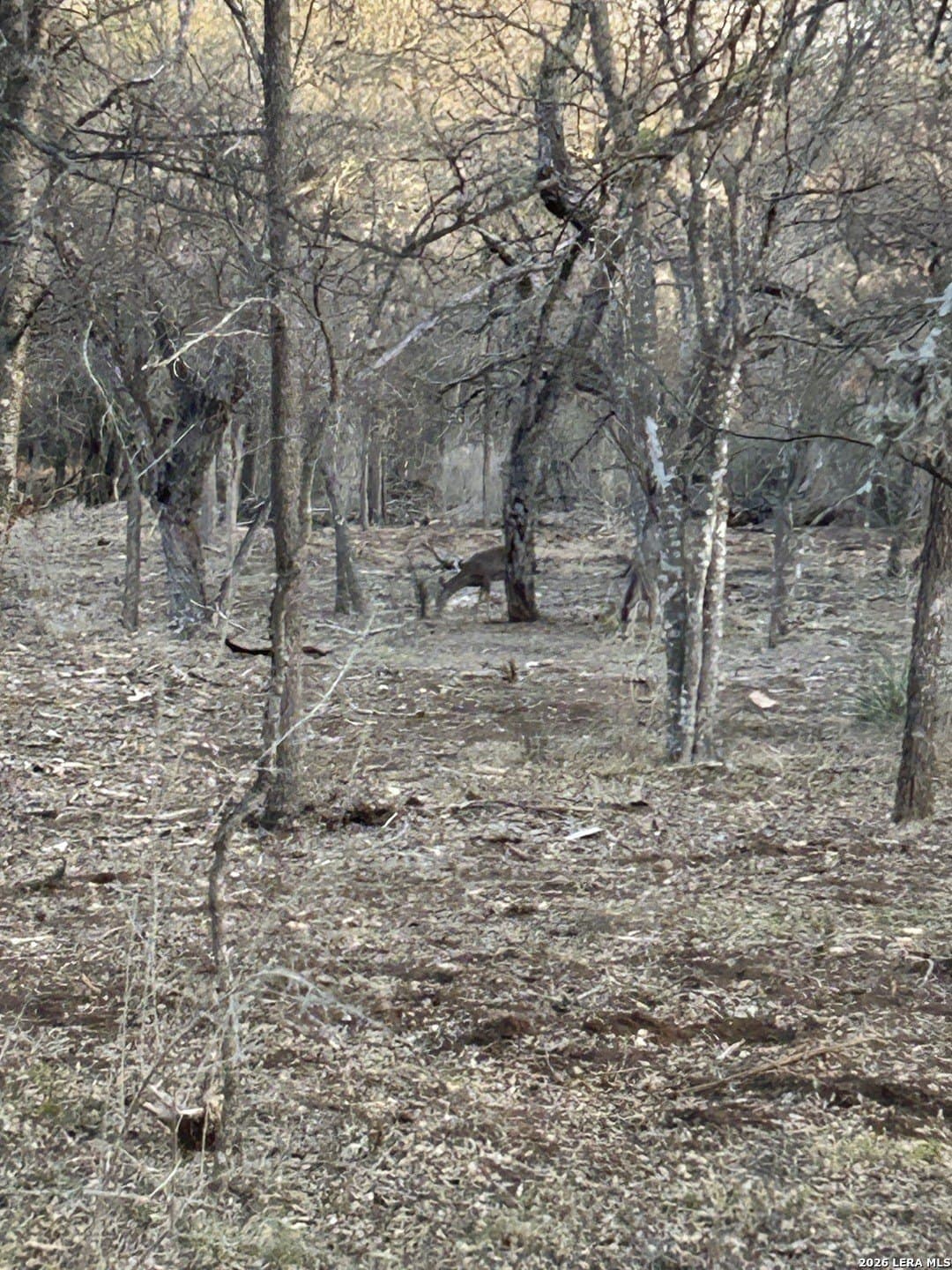 2.7 acres in Bexar County gallery image 3