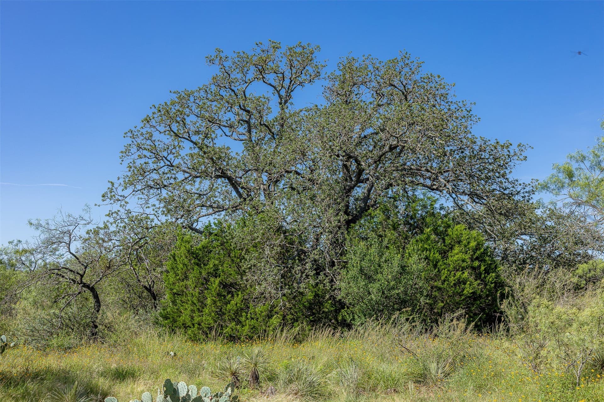 417 acres in McCulloch County - photo 25
