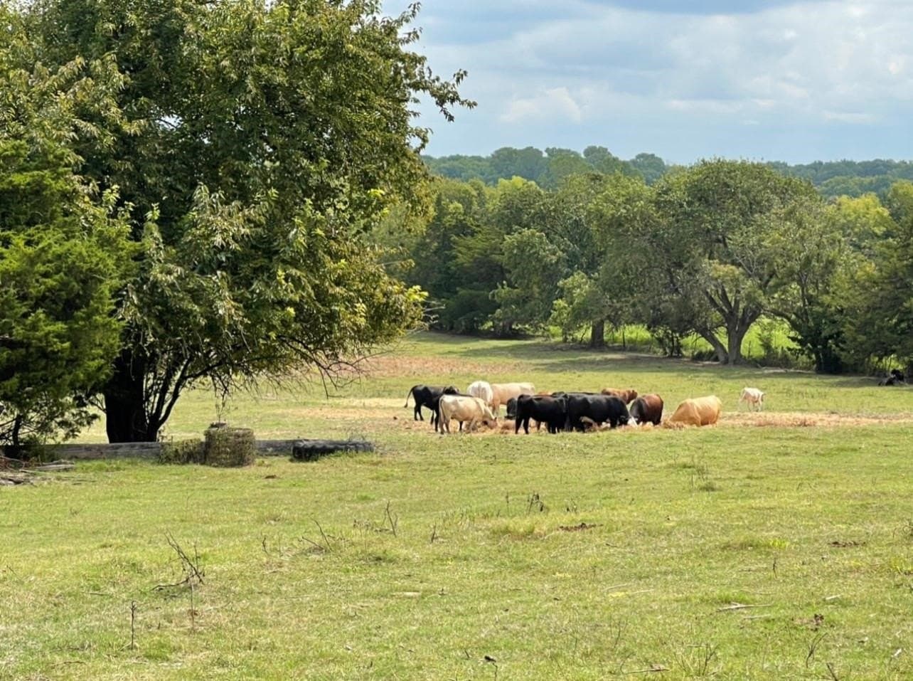 68.38 acres in Grayson County - photo 14