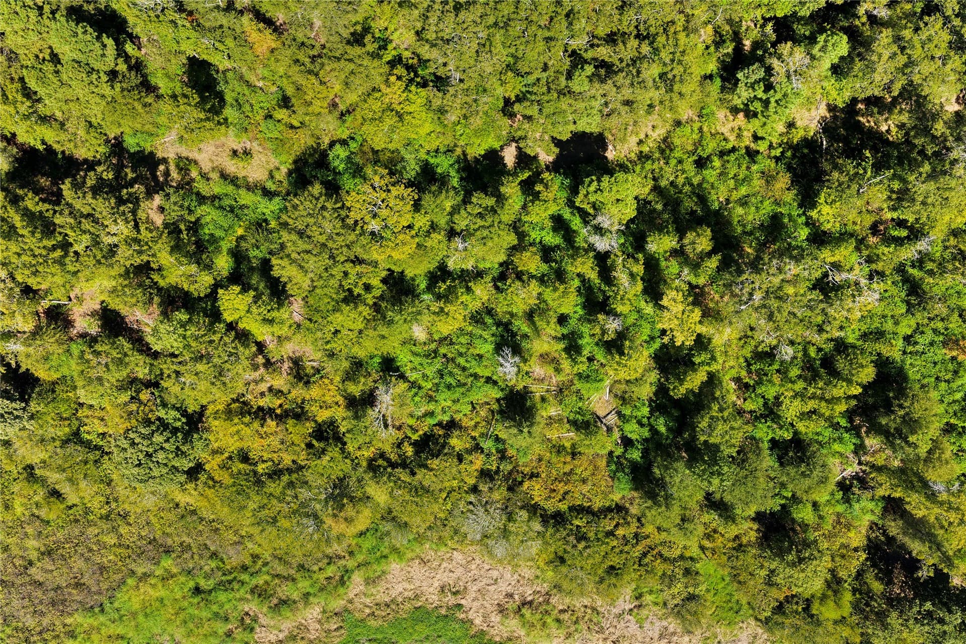 35.96 acres in Marion County - photo 17
