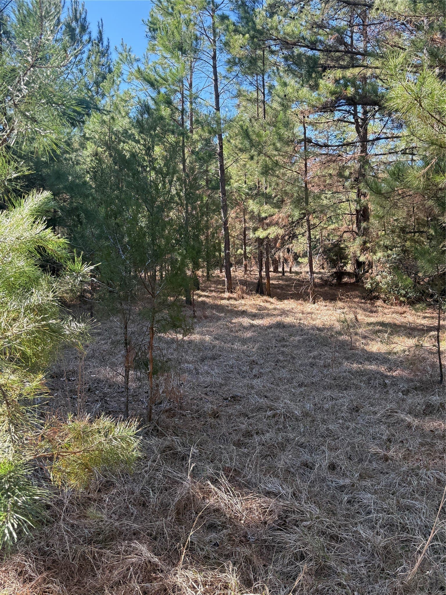 52.26 acres in Houston County - photo 10