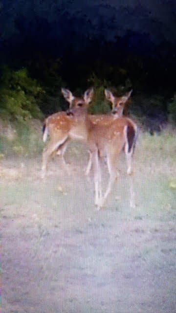 36 acres in Parker County gallery image 3