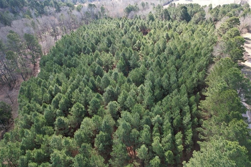 11.62 acres in Smith County gallery image 3