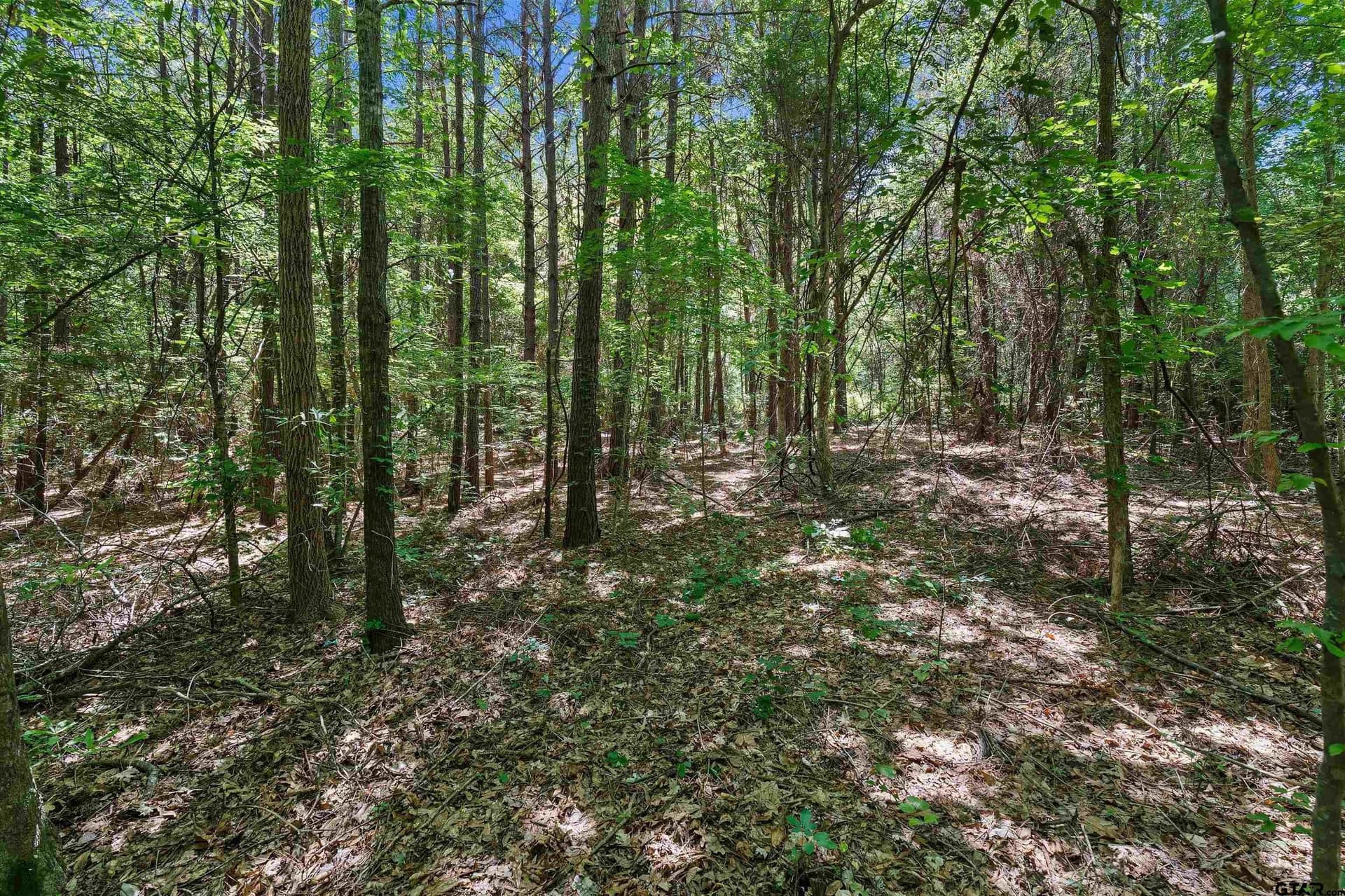 2 acres in Panola County - photo 10