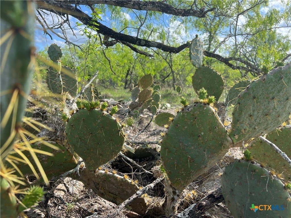 50.01 acres in Gonzales County gallery image 2
