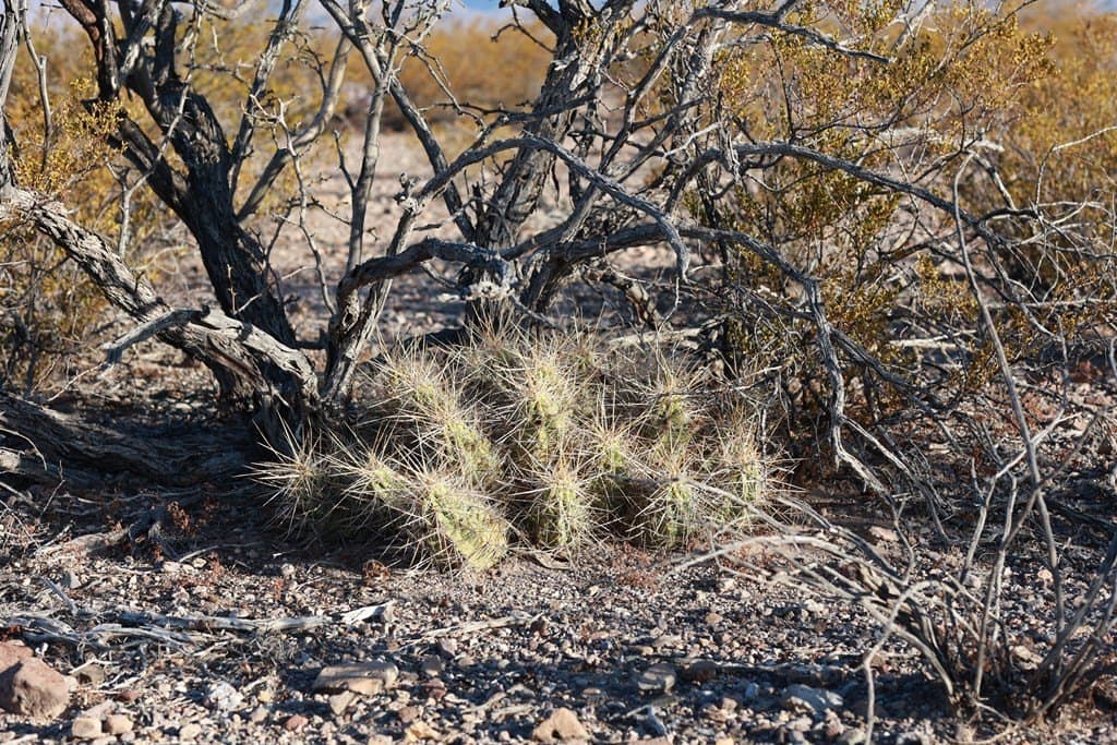 40 acres in Presidio County - photo 20