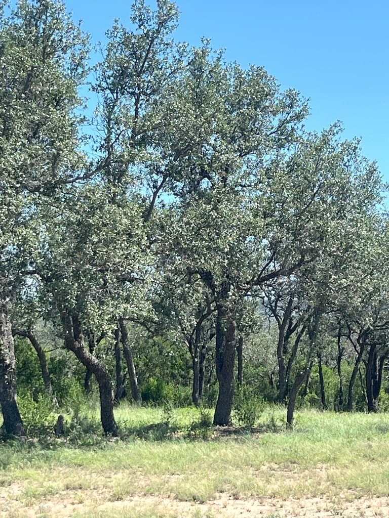 5 acres in Real County - photo 6