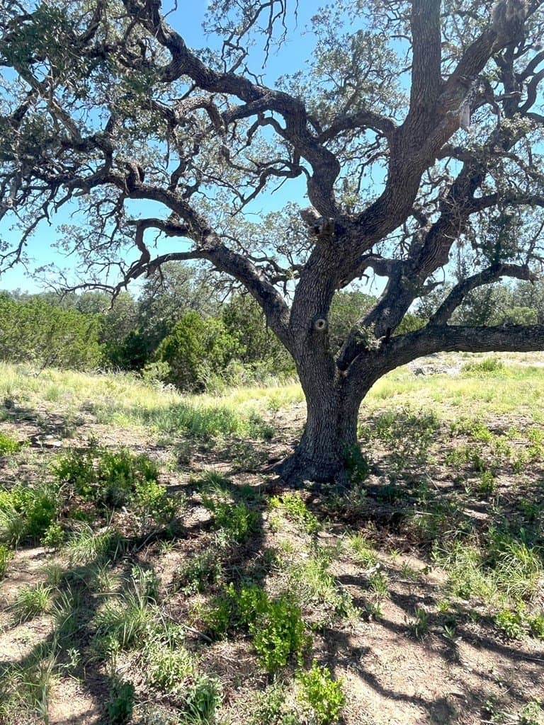 5 acres in Real County - photo 36