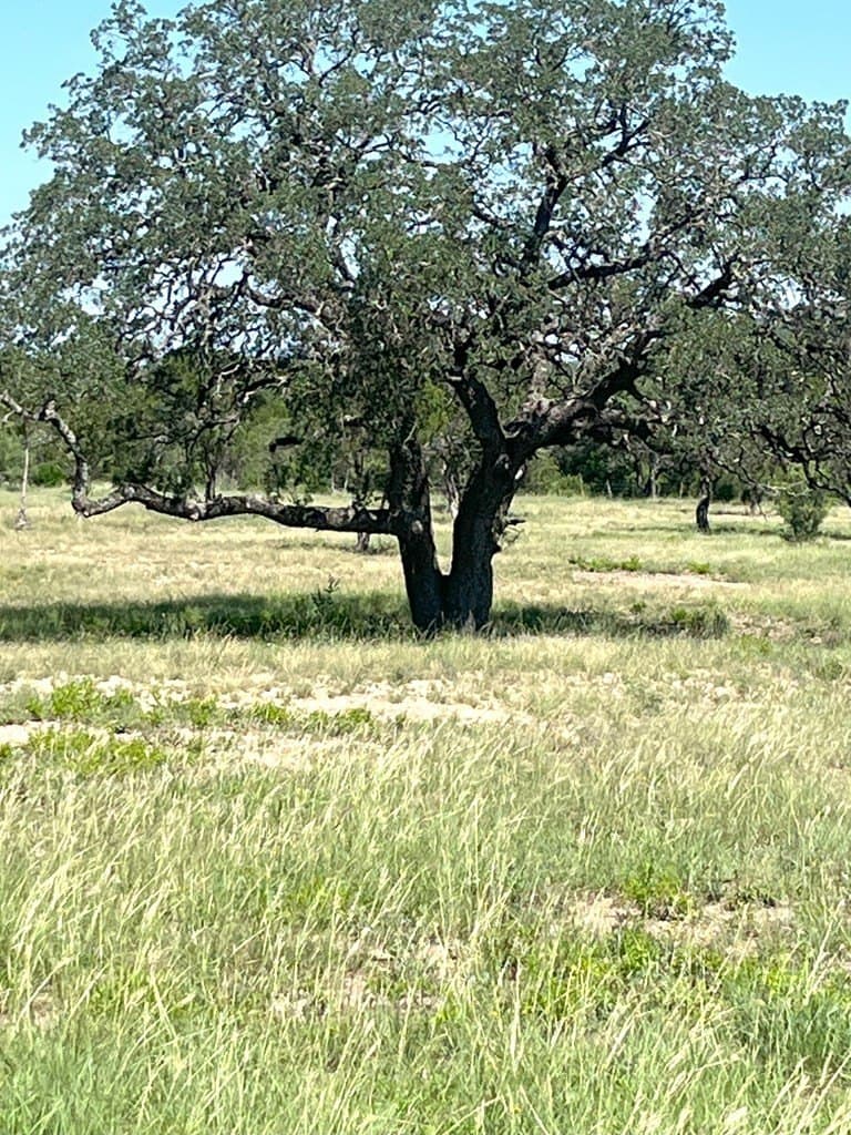 5 acres in Real County gallery image 3