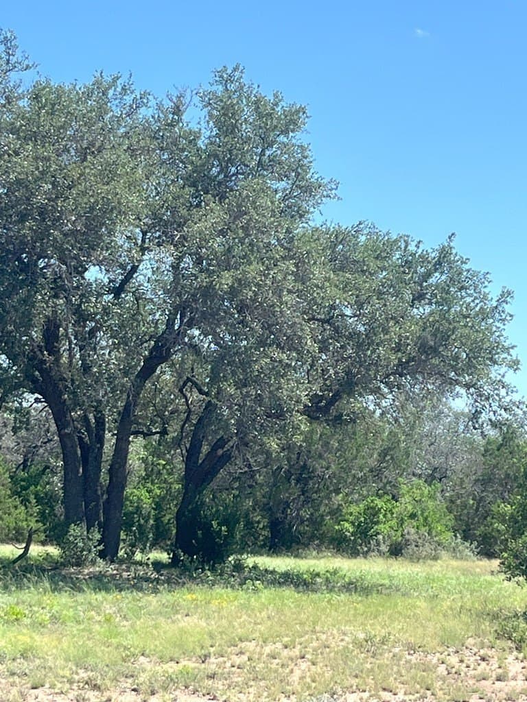 5 acres in Real County - photo 8