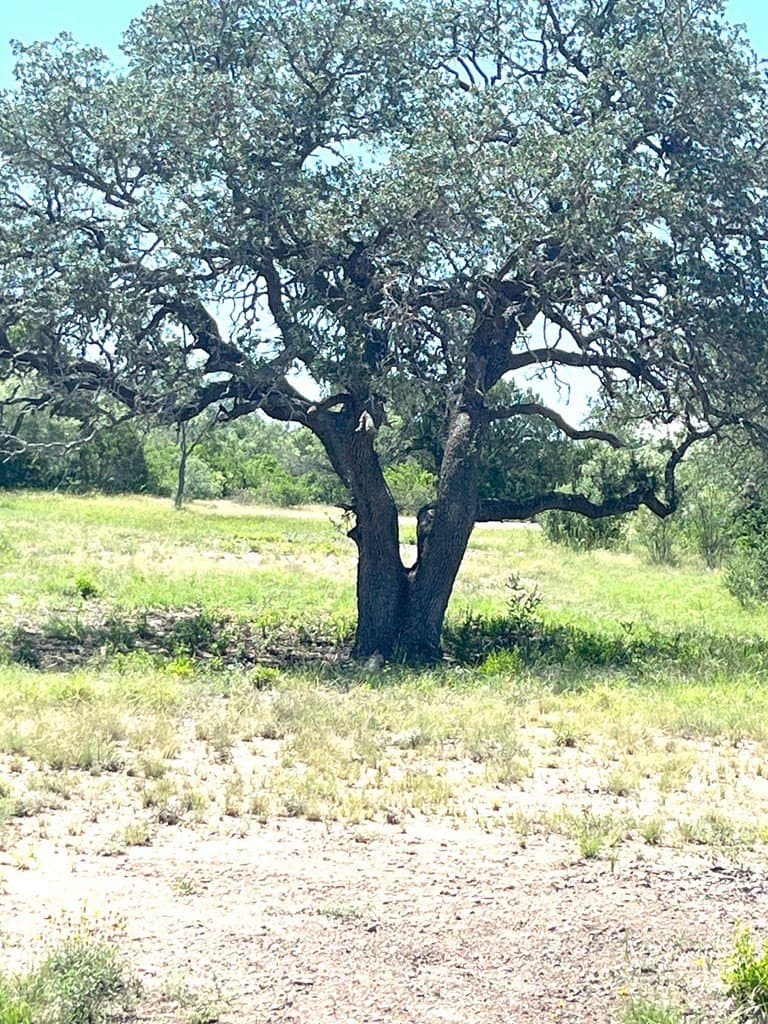 5 acres in Real County - photo 34