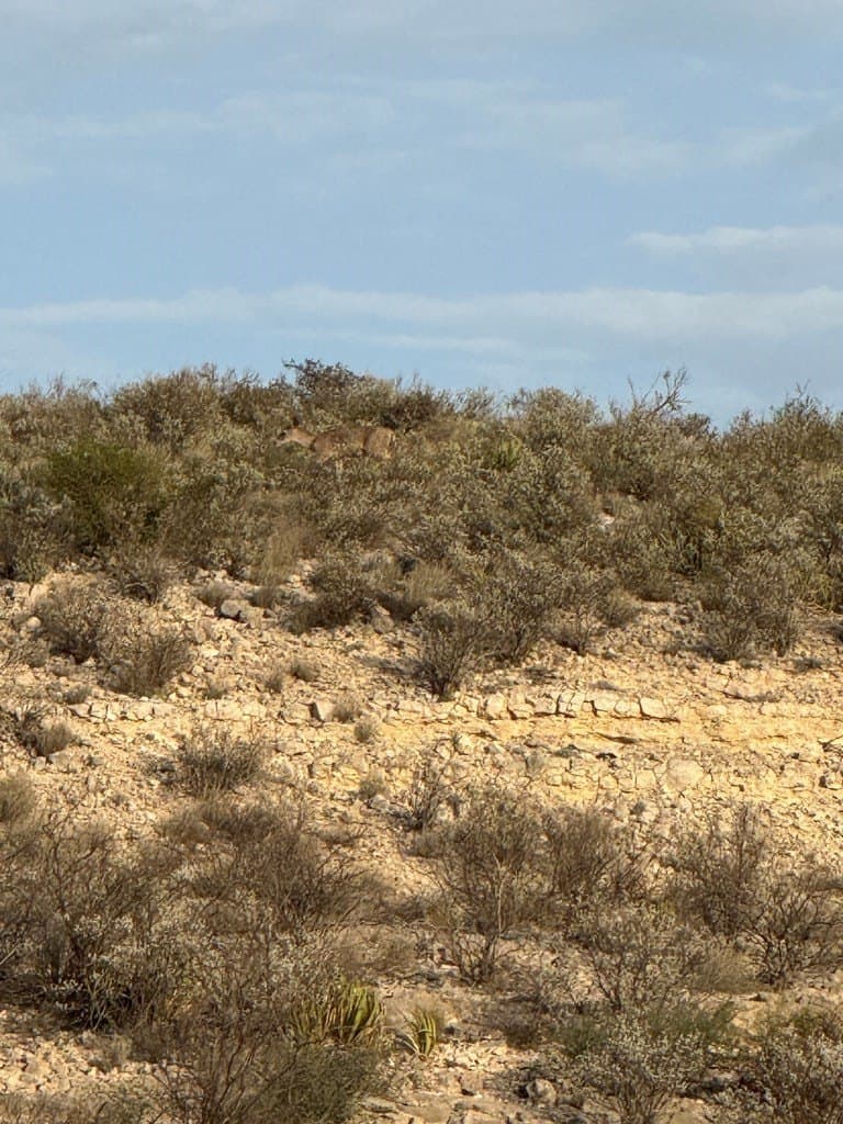 450 acres in Terrell County gallery image 2