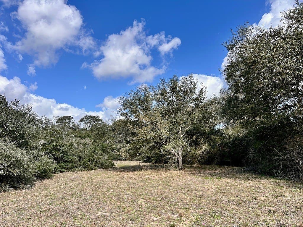 11 acres in Colorado County gallery image 2