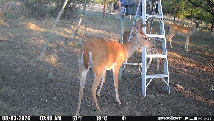 76.62 acres in Callahan County - photo 22