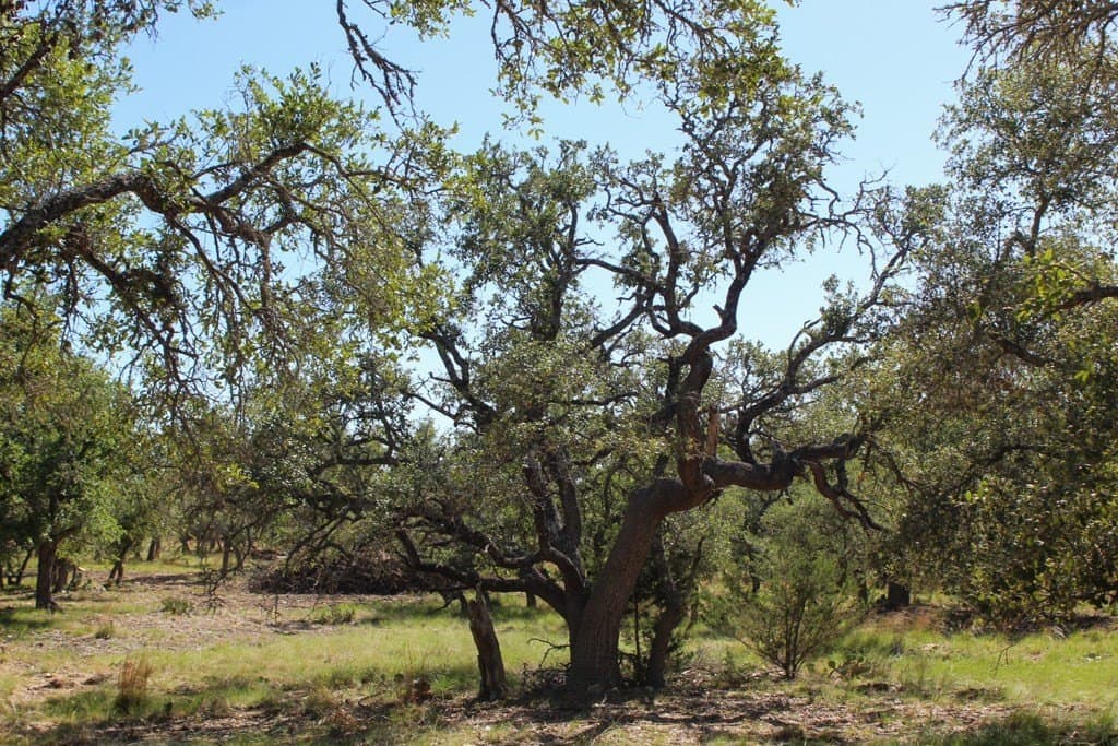 8.48 acres in Kerr County gallery image 2