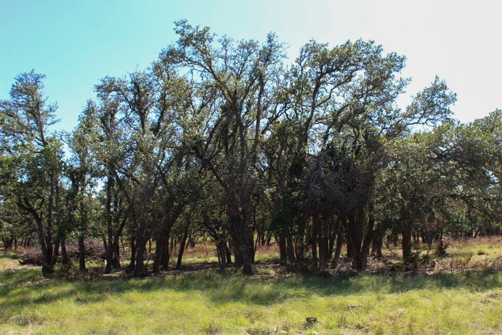 8.48 acres in Kerr County gallery image 4