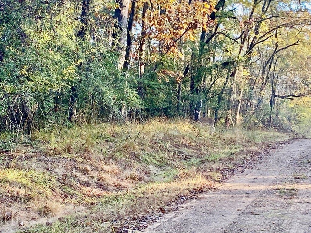 0.38 acres in Texas County gallery image 4
