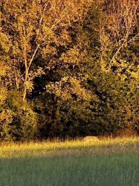 69 acres in Van Zandt County - photo 49