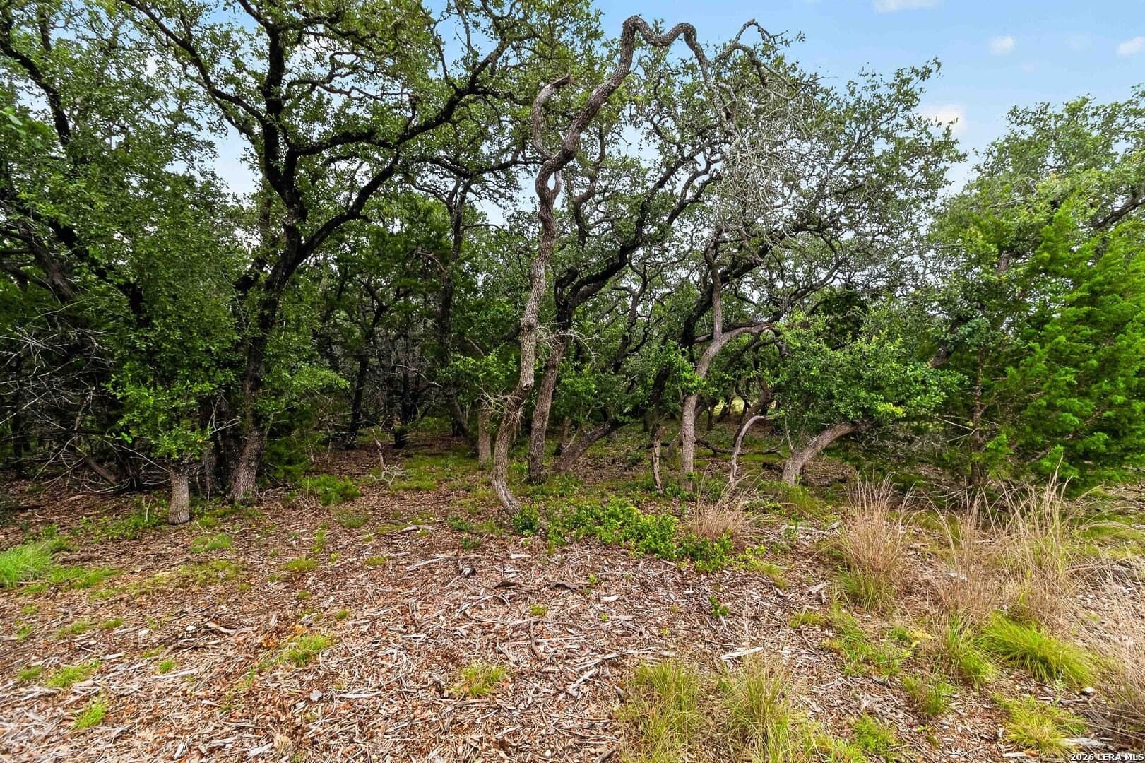 1.7 acres in Comal County gallery image 4