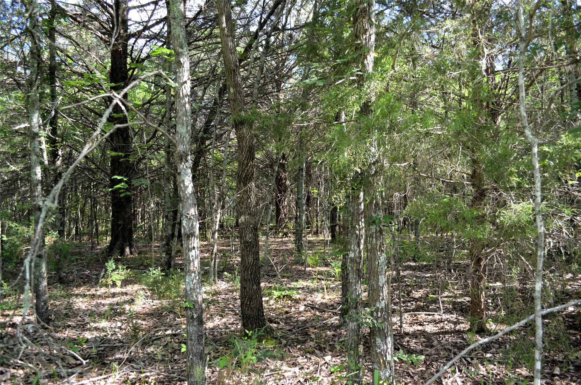 20.2 acres in Van Zandt County - photo 9