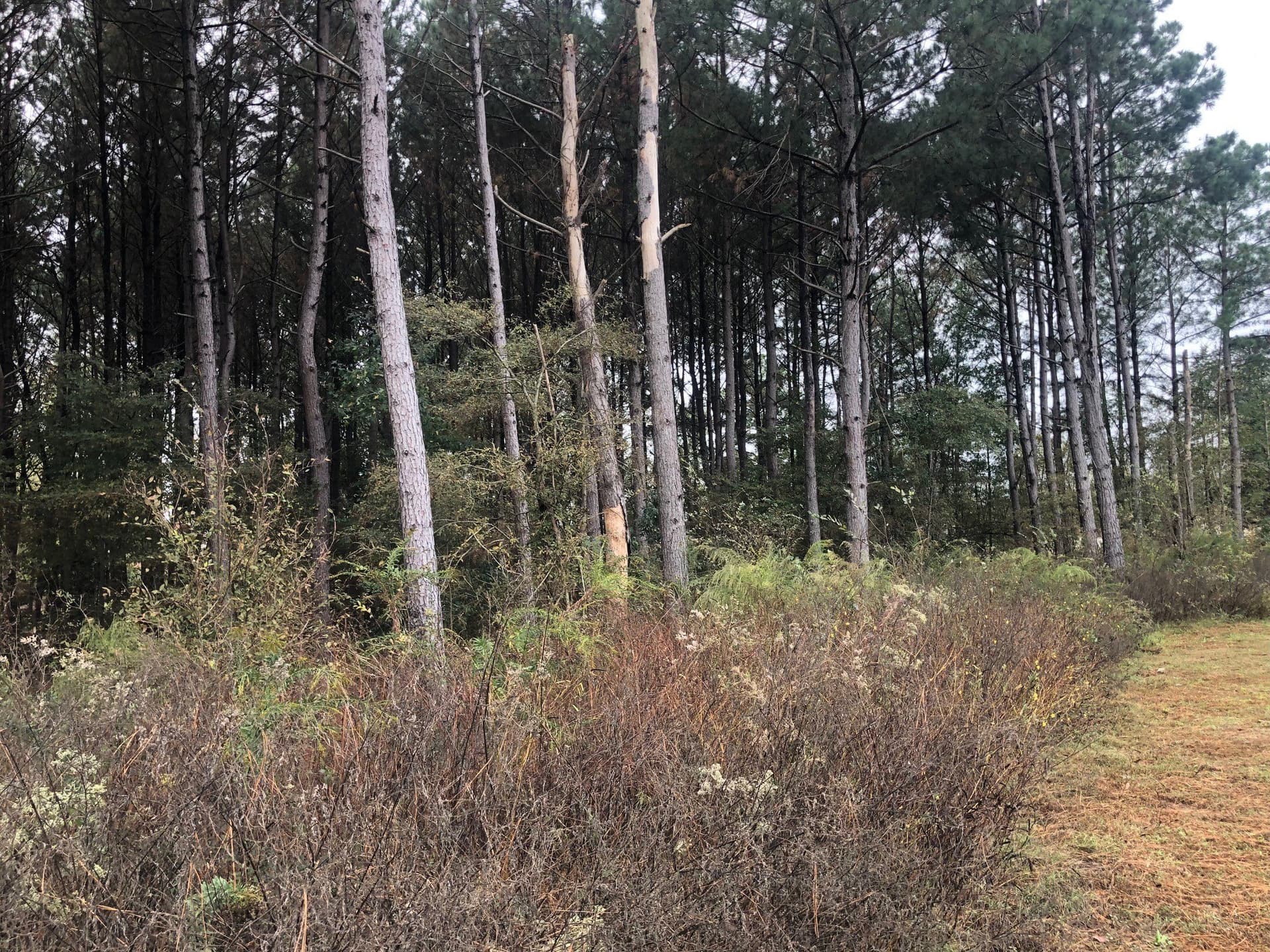 0.9 acres in Camp County - photo 6