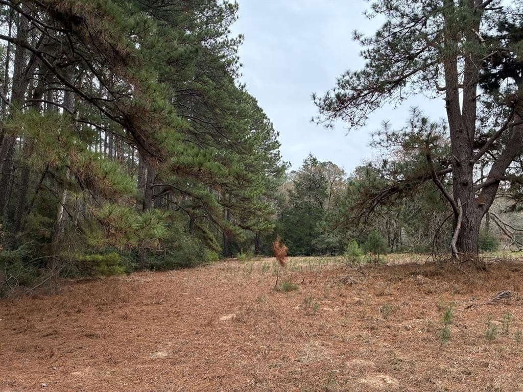 50 acres in Freestone County gallery image 3