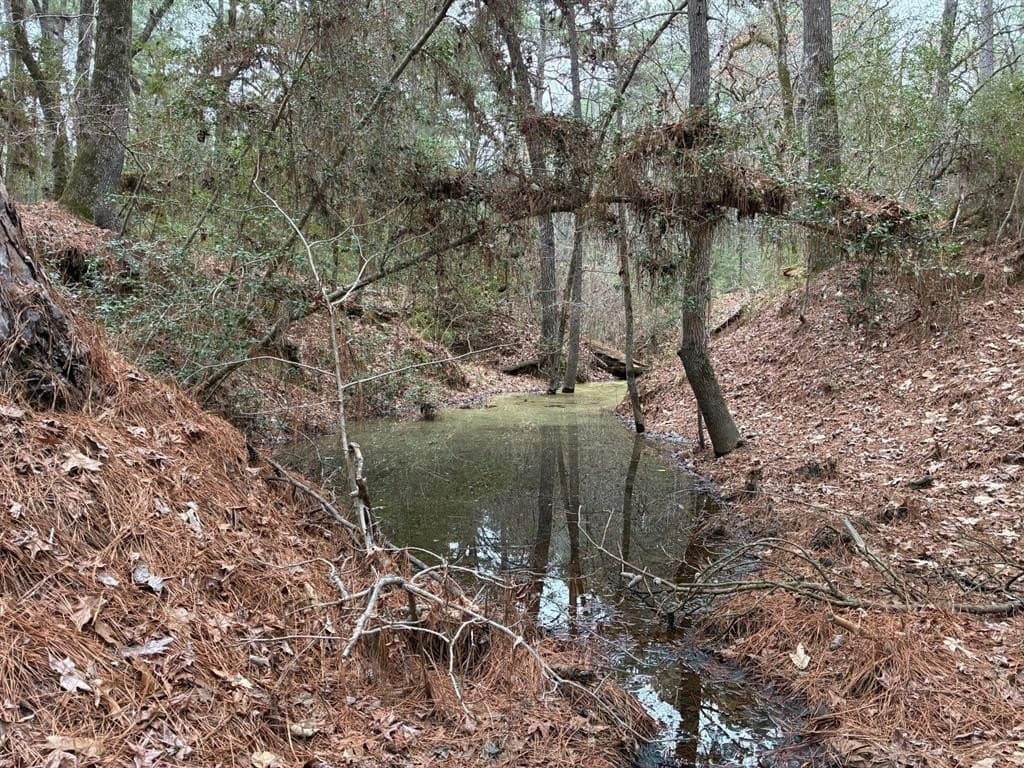 50 acres in Freestone County gallery image 4