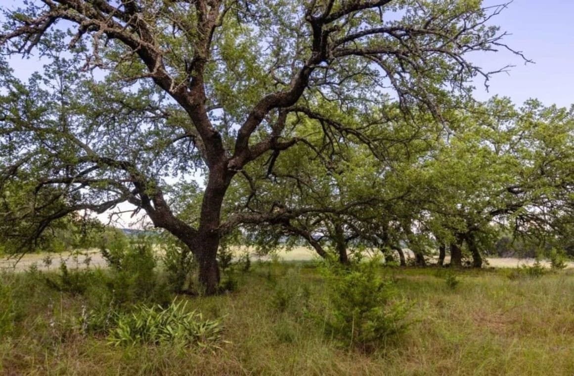 67.83 acres in Lampasas County - photo 19