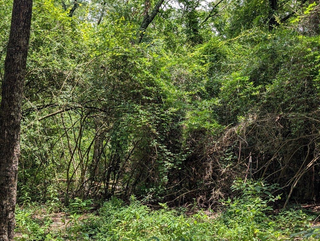 1.7 acres in Texas County gallery image 3