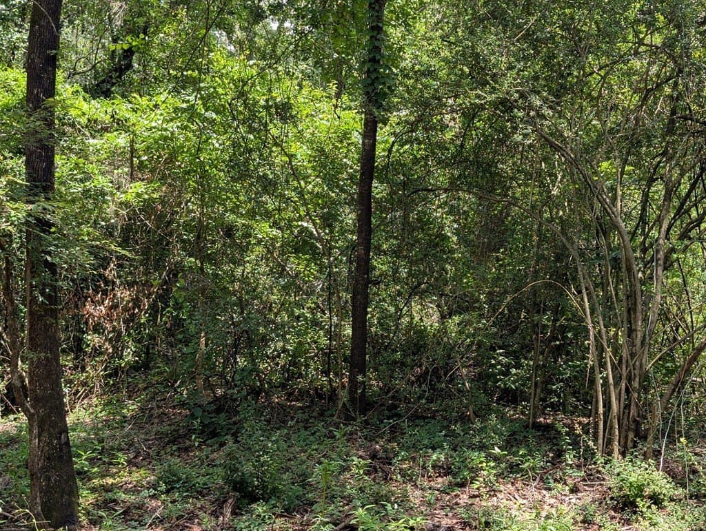 1.7 acres in Texas County gallery image 4
