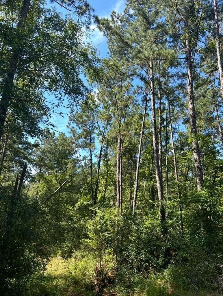 9.62 acres in Texas County gallery image 2