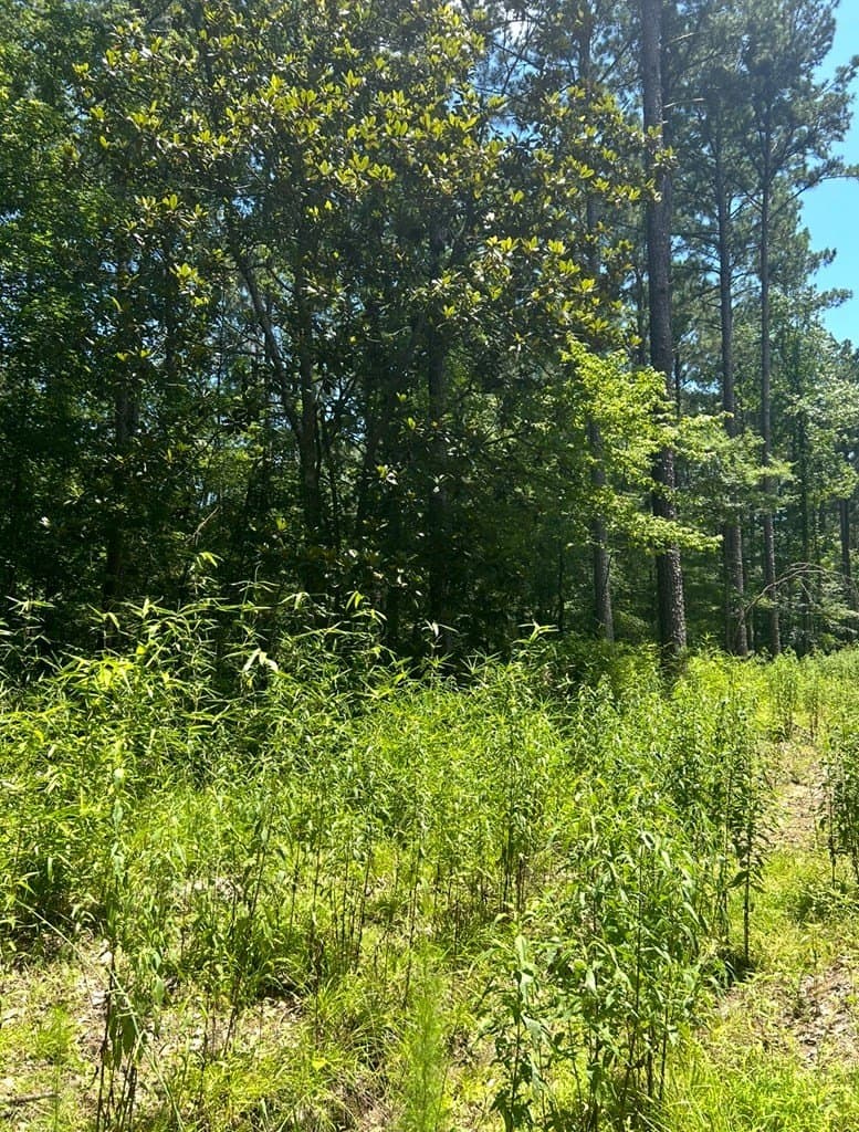 9.62 acres in Texas County gallery image 4