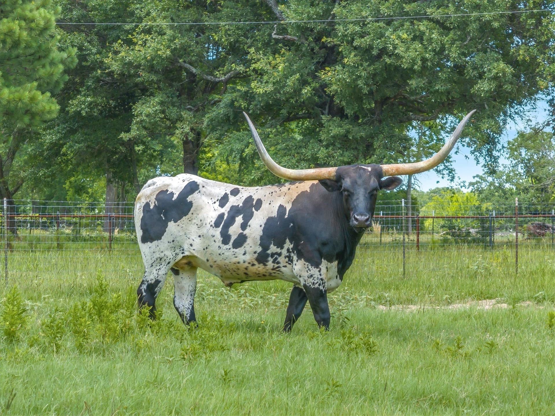 15.3 acres in Van Zandt County - photo 35