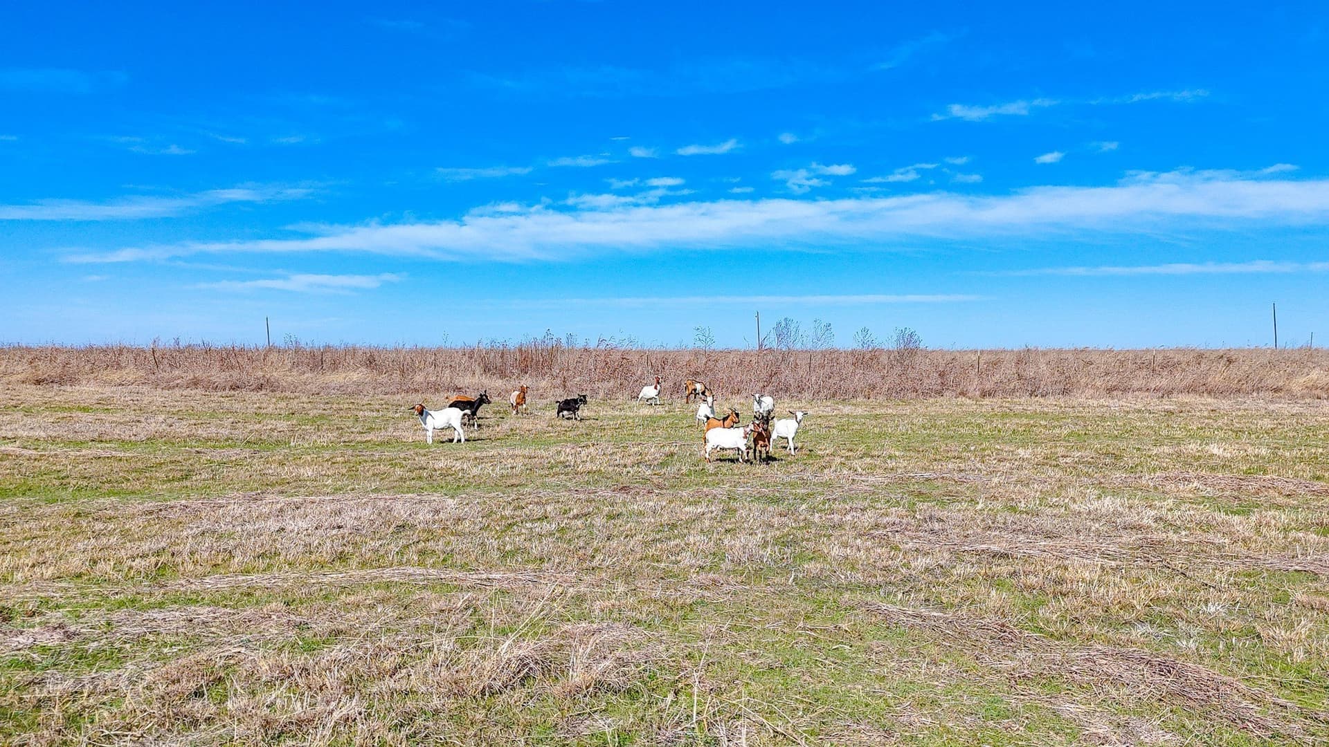 5 acres in Navarro County - photo 3