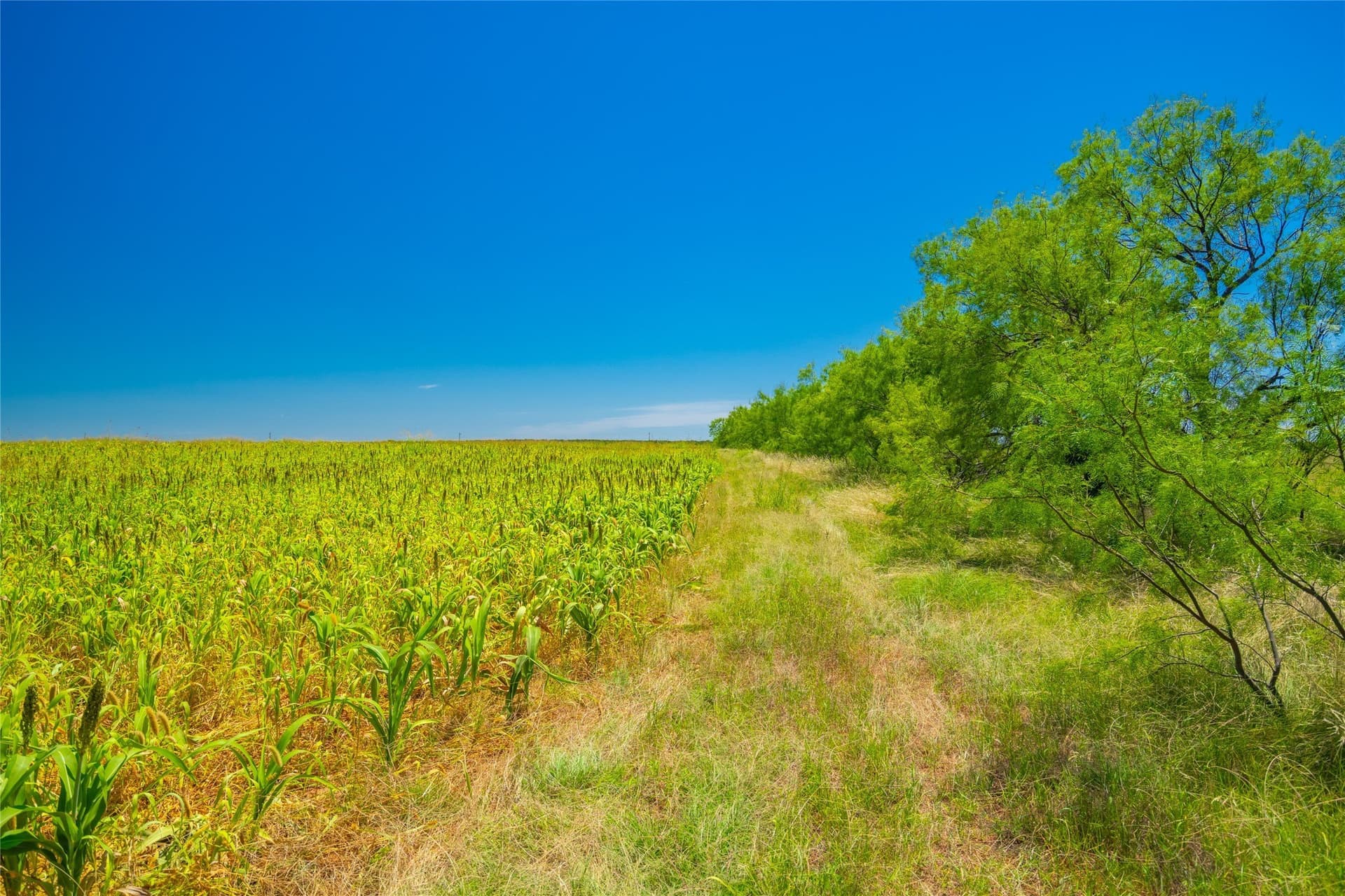 219 acres in Young County - photo 33